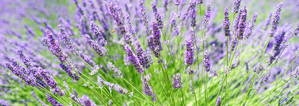Lavendel als Symbol für die Heilkräfte der Natur
